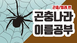 [곤충나라] 동물나라｜곤충｜벌레｜어린이곤충공부｜곤충공부｜곤충이름