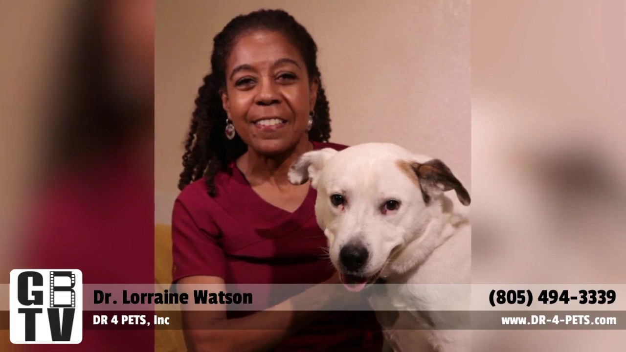 Choosing the right veterinarian for in home pet euthanasia YouTube