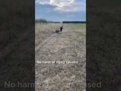 Dogs take off