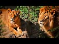 Lion Attack: The Most Brutal Fights in the Animal Kingdom