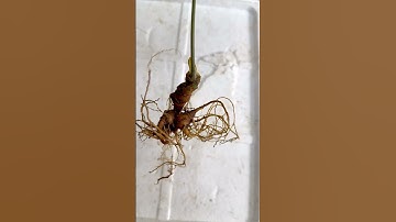 2 cây Sâm Ngọc Linh Rừng - 100gr - 7 năm tuổi - HÀNG CHUẨN TRÀ LINH - NAM - NAM TRÀ MY.