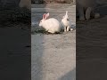 Rabbit 🐇🐇 enjoying video feeding video #love #video #talkingparot #birds #cute #adorable