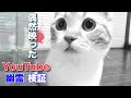 【恐怖】子猫動画に映り込んだ得体の知れない顔(幽霊?)を拡大検証してみた
