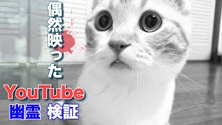 【恐怖】子猫動画に映り込んだ得体の知れない顔(幽霊?)を拡大検証してみた