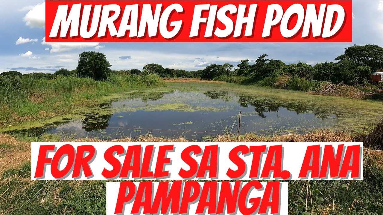 [17 ‼️SOLD‼️] FISH POND FOR SALE SA STA ANA PAMPANGA YouTube