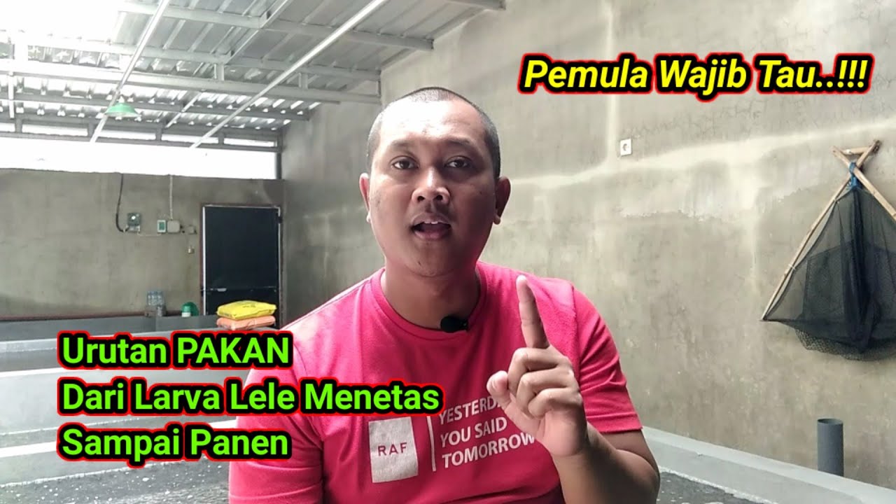 URUTAN PAKAN LARVA LELE BARU MENETAS SAMPAI PANEN 