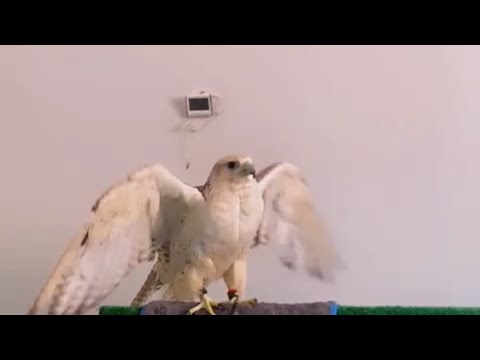 طريقة وضع مكمل الغذاء للصقور 