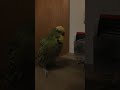 #wellensittich #Wellie #Wellis #Wellensittiche #budgies #budgie #vogel #vögel #bird #birds #animal