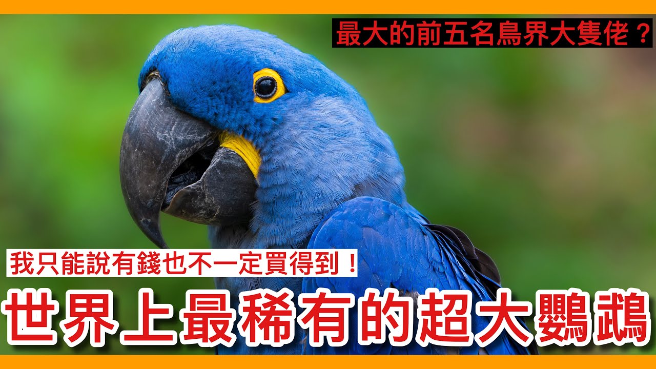 超細密極厚盛花鳥金彩青粒大壺、美品、源隆在銘、！大迫力華麗！ 封藏