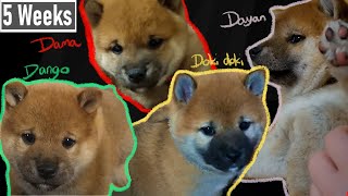 Shiba Puppies 5 Weeks Old || Getting So Playful || by Momo The Shiba 134 views 1 year ago 2 minutes, 28 seconds