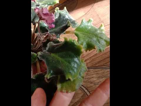 Фіалка Ян Минует спорт - YouTube