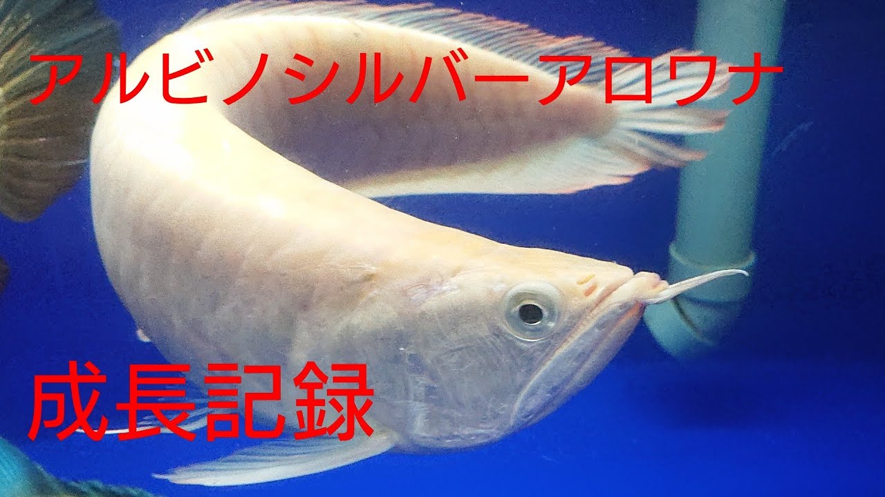 死着保証ありアルビノシルバーアロワナ 23cm± お正月限定値下げ 