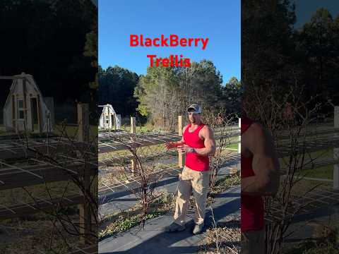 Cattle Panel Blackberry