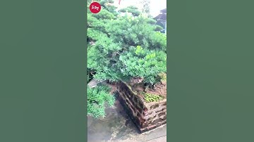 Cách cắt tỉa tùng la hán đúng #tùnglahán #bonsai