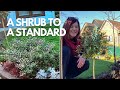 Turning a shrub into a standard tree   its just so easy 