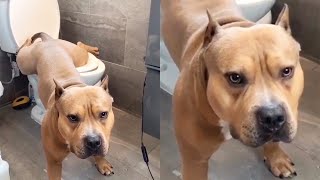 Potty Trained Bulldog Uses Toilet Like a Champ
