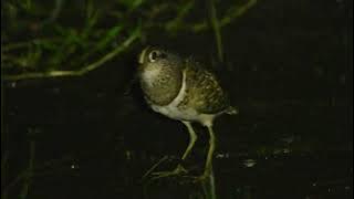 Tiếng nhát hoa trống mái tổng hợp 2023.