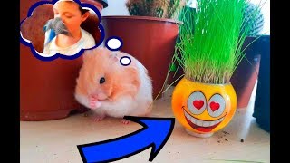 ХОМКА И БАРАНКА! ПОПУГАЙ ВРЕЗАЛСЯ В НОС! Домашние питомцы. Хоччики ХОМКА И БАРАНКА! ПОПУГАЙ ВРЕЗАЛСЯ В НОС! Домашние питомцы. Хоччики
