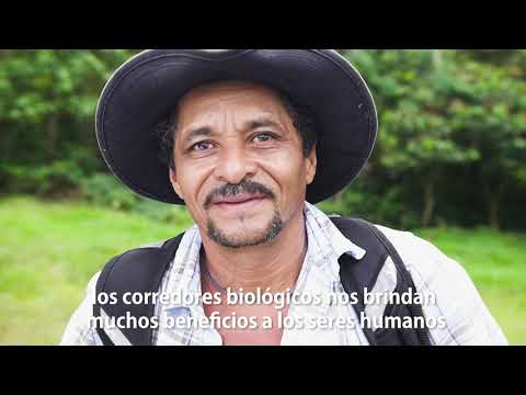 Video: ¿Qué es un corredor forestal?