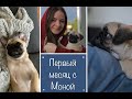 Первый месяц с Моной🐶 Смешные видео с щенком мопса. Funny and cutest puppy pug.