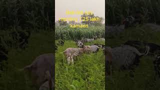 How to earn 1.25 lakh every month from goat farming#goat #goatfarming #farming