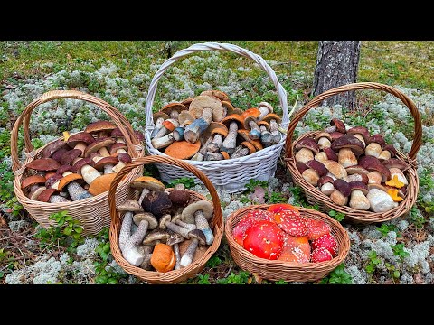 Грибники Нашли СЕКСУАЛЬНЫЕ грибы! Смотреть ДО КОНЦА! Белые Грибы Боровики Подосиновики Карелия 2023