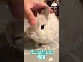 とにかくなでなでが好きなうさぎ　#rabbit