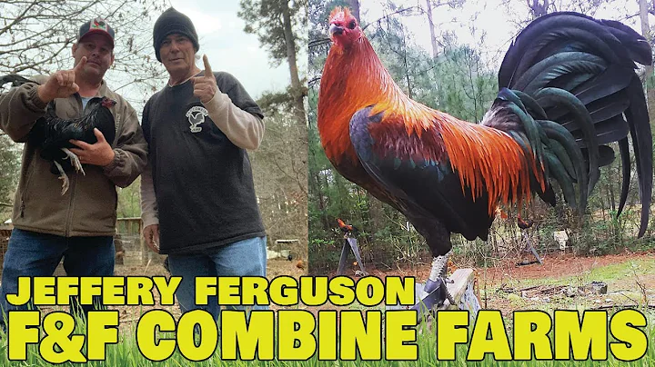 TEXAS Nice Black Birds Jeff Ferguson F&F Combine F...