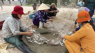 Tin Tức 24h: Ngư dân Nghệ An trúng đậm mùa cá trích