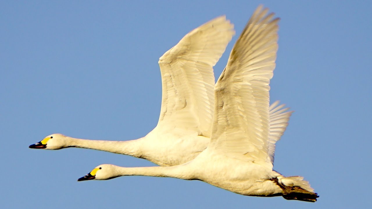 シベリアに帰る白鳥を撮影 Swans Return From Japan To Siberia Youtube