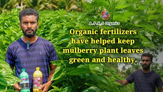 Our Mulberry Farmer Mr. VarunKumar from Bengaluru South shares His Results!