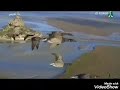 ياطير يلي بالتغاريد غنيت ياطير يلي بالتغاريد غنيت