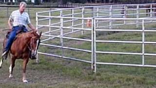 Training a Show Horse