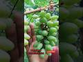 বাংলার মাটিতে মিষ্টি আঙ্গুর চাষ। #grape #garden #farming #shorts #short #shortvideo