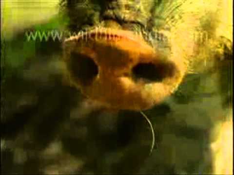 იეჰოველთა მხელა.wmv