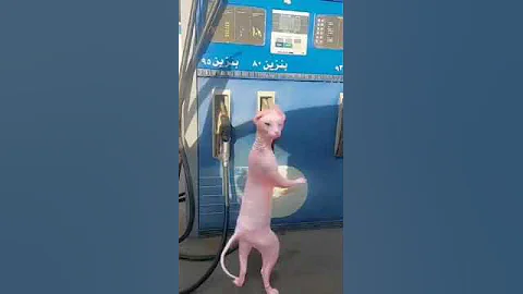 Video 4852561: sphinx dance funny sphynx, cat sphynx happy funny