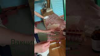 Сказки из жизни приют Хакасия вакцинация кошек. Помощь на лечение! 89135440512