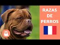 Razas de perros franceses - TOP 10