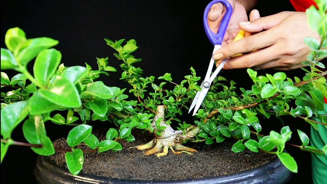 SELEKSI TUNAS DAN PRES CABANG (SANCANG/PREMNA MICROPHYLLA)