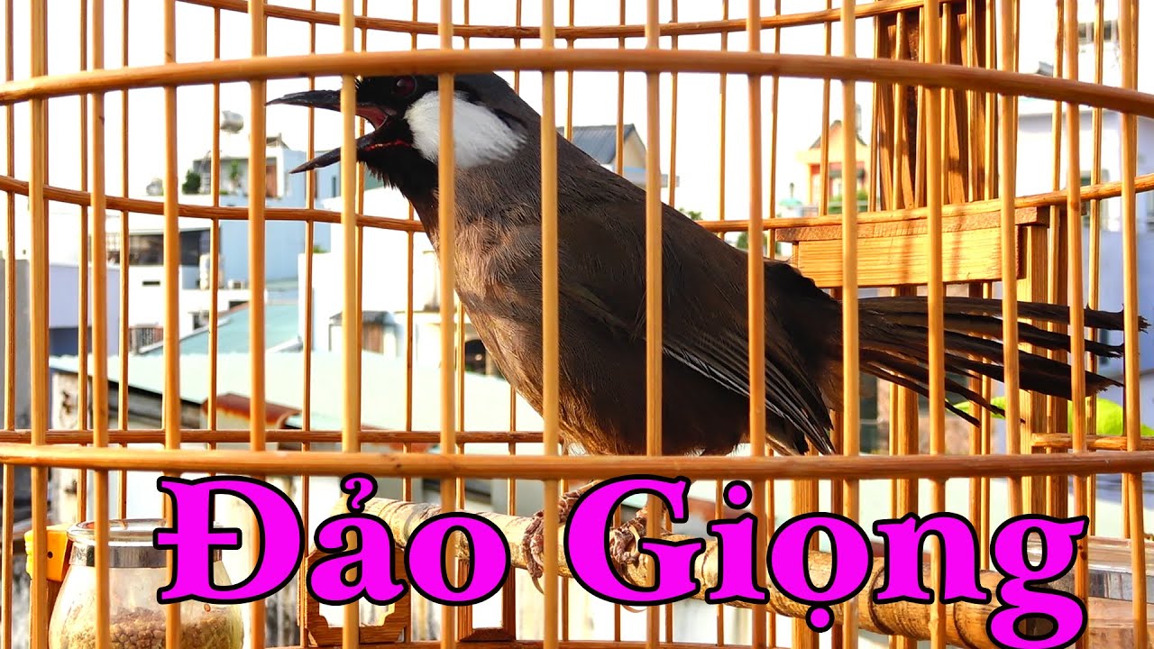 🍤Khướu Hót GIỌNG RỪNG - NHIỀU GIỌNG - LUYẾN LÁY .giọng rừng kích khướu,khướu bổi hót hay.8HY