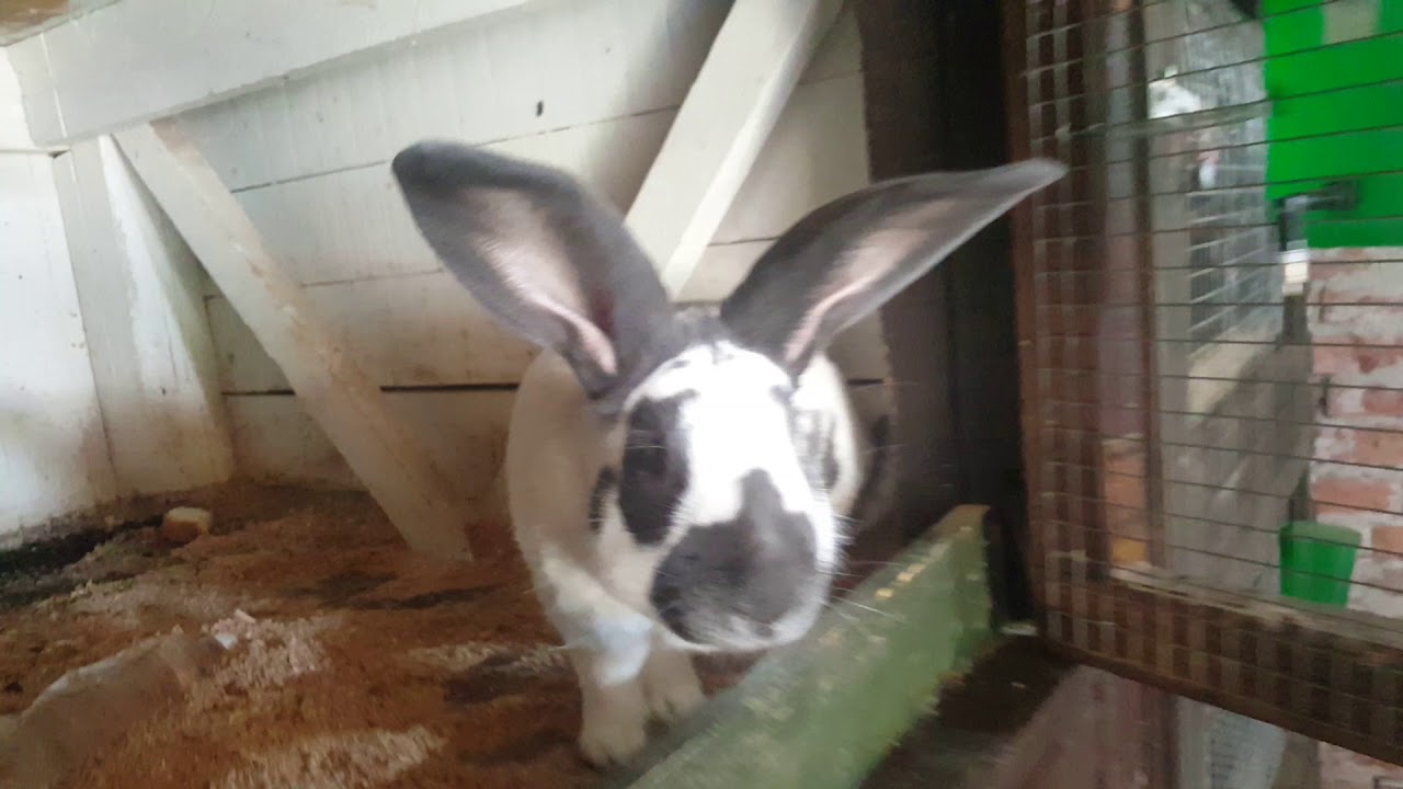 Orijaški šarci i Castor Rex kunići