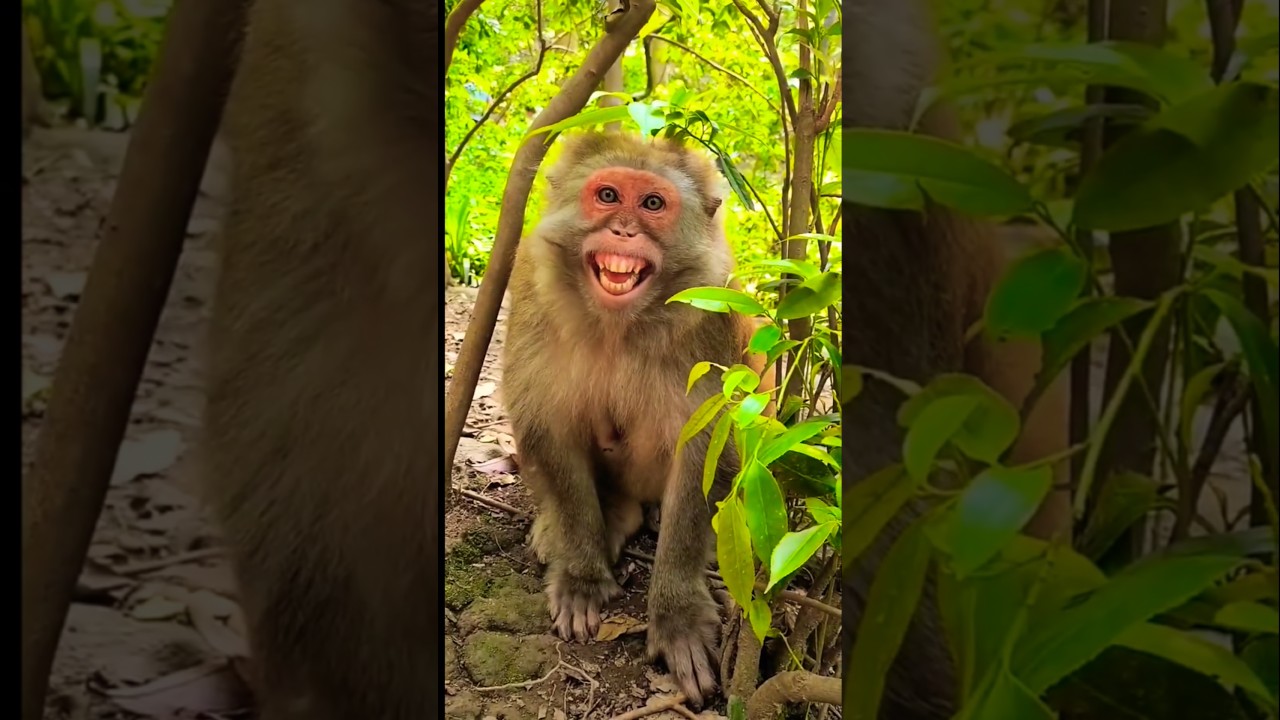 hansne wala funny bandar || bandar ki video || 