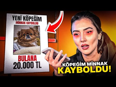 KÖPEĞİM MİNNAK KAYBOLDU! * Bulana 20.000 TL ödül