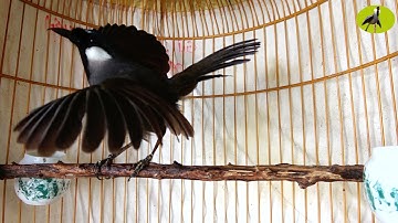 Khướu bạc má MÚA XÒE ÔM CỐNG cực sung/kích khướu nhà bạn học múa theo/kích bổi căng lửa