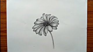 How to draw daisy easy and step by step | daisy pencil sketch | how to draw daisy flowers drawings