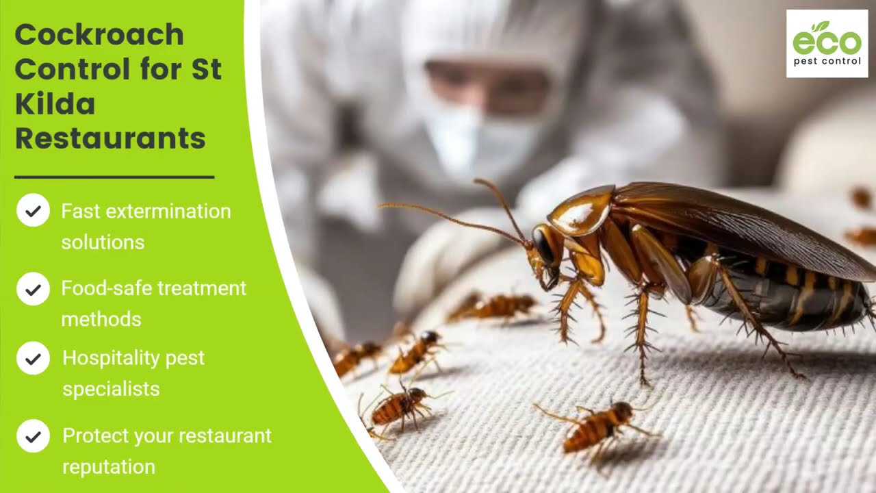 Cockroach Extermination for Restaurants in St Kilda | Food-Safe Control