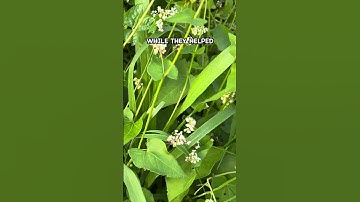 This Mistake in Regenerative Farming Set Me Back for Years #soilhealth #regenerativeagriculture