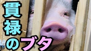 【ミニブタ】生放送を終えた後のつくねの様子