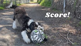 Dog Playing Soccer by Cosmo the Mini Sheepadoodle 1,146 views 1 year ago 2 minutes, 30 seconds