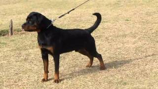 Unkas Flash Rouse 10 Month Old